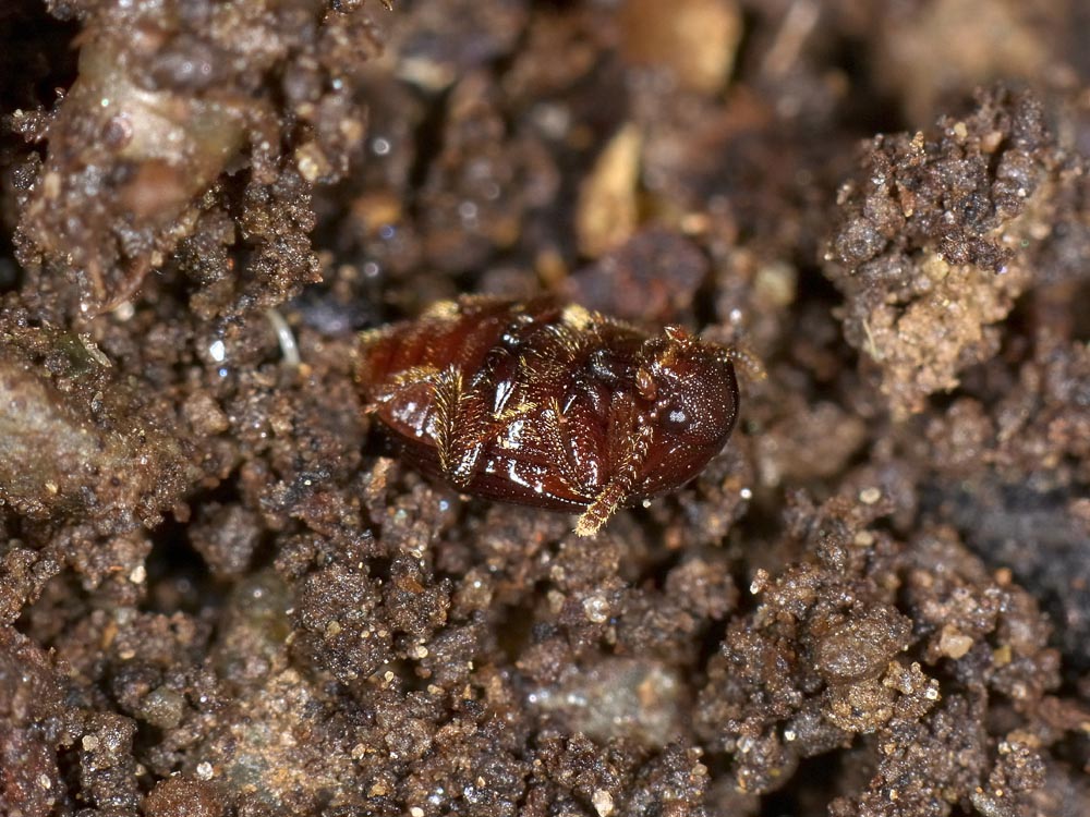 Agyrtidae: Agyrtes bicolor